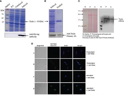 Immunogenicity and protective efficacy of tuzin protein as a vaccine candidate in Leishmania donovani-infected BALB/c mice